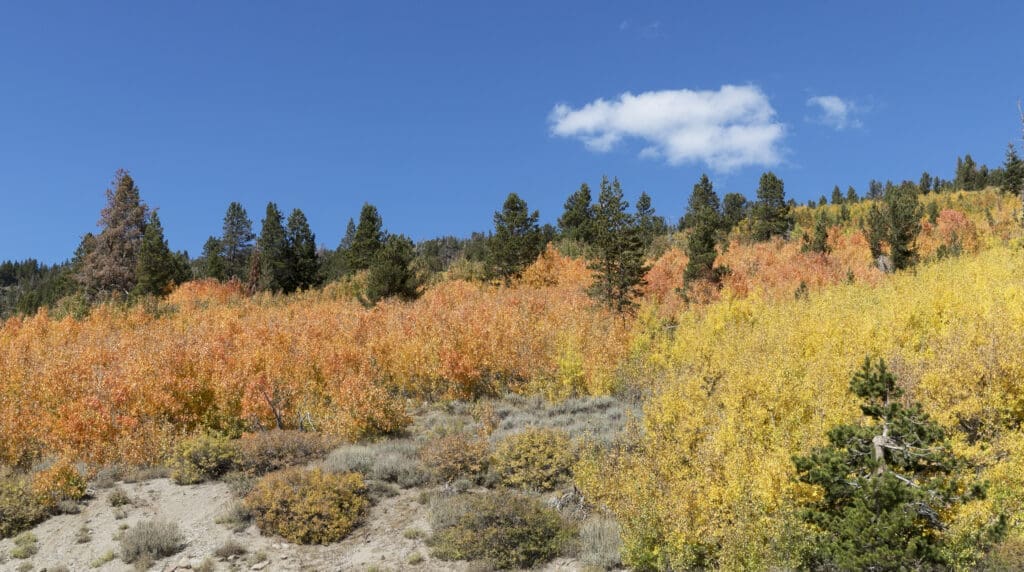 Fall Color Mount Rose Highway